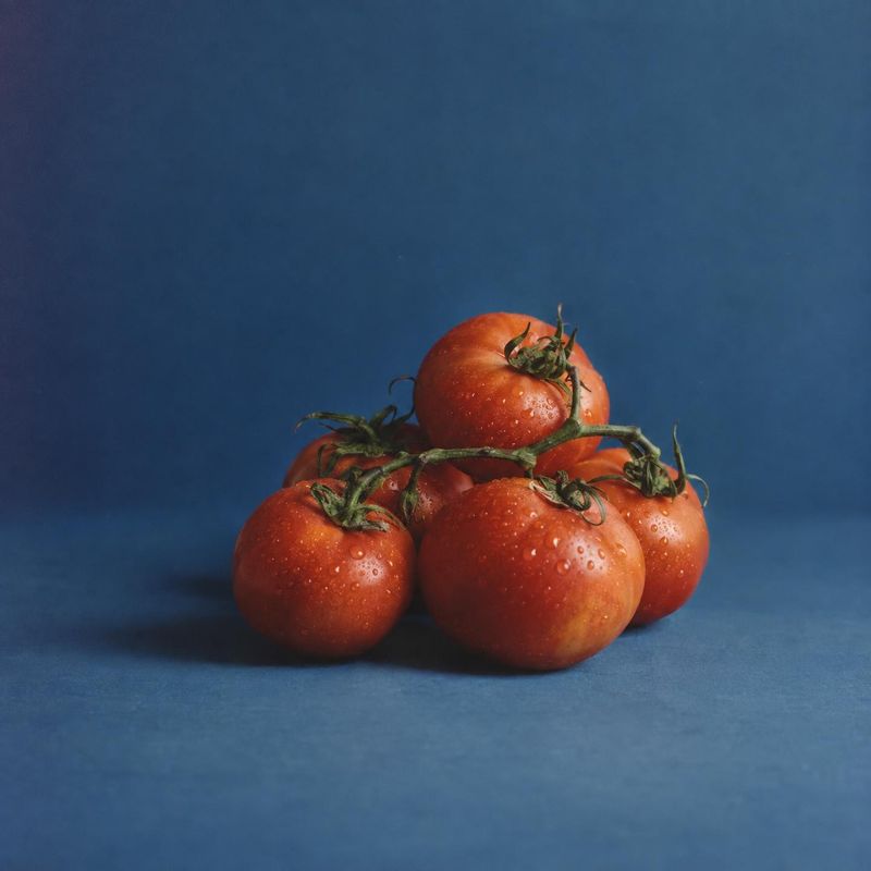 tomatoes packshot product photo: A small cluster of ripe, water-dappled tomatoes sits on a blue studio surface, lit softly against generous blue negative space…