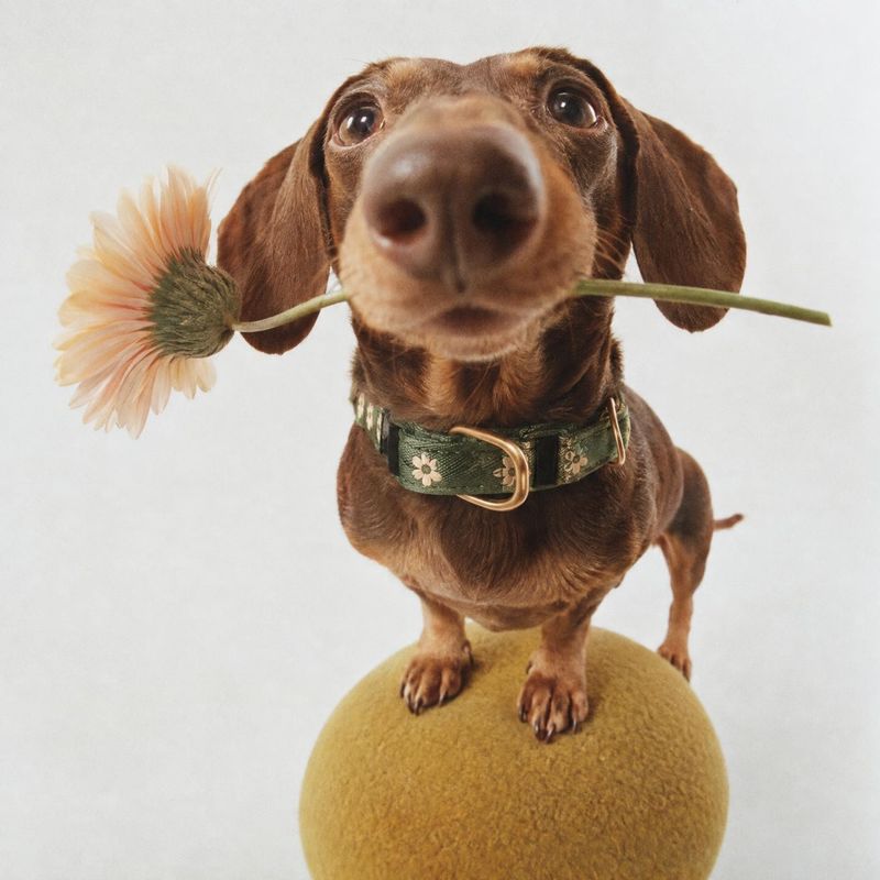 dog collar model try-on product photo: A brown dachshund wearing a green floral collar balances on a round mustard-colored prop with a pale flower in its mouth…