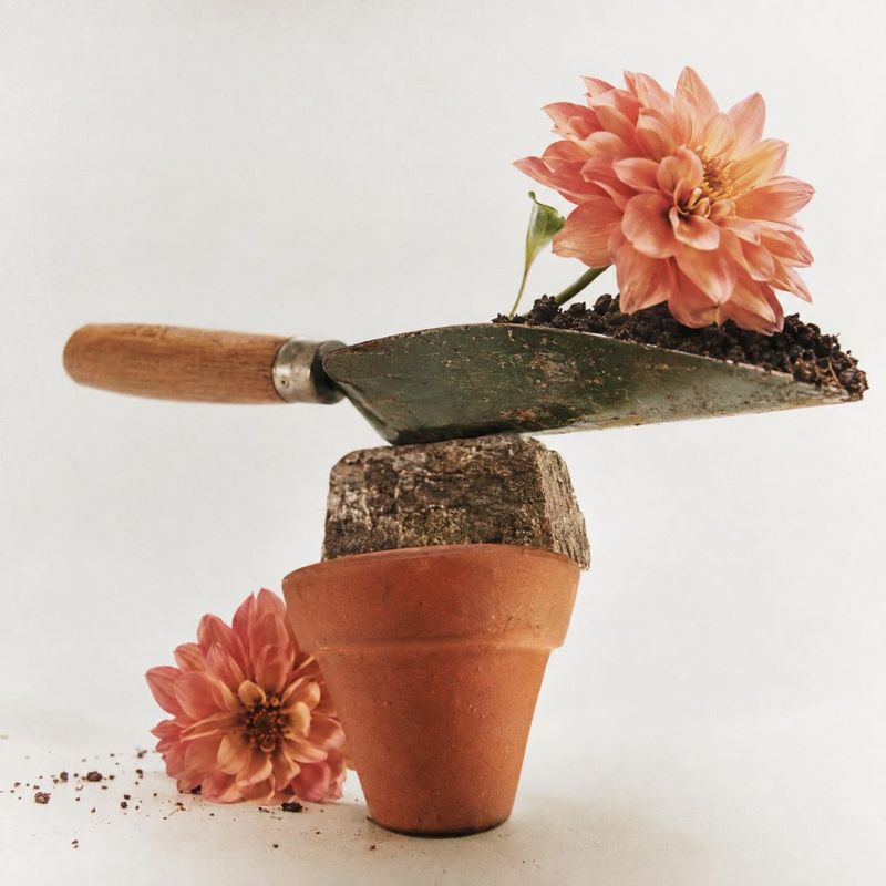garden trowel home product photo: A garden trowel balances dark soil and a peach-colored flower above a terracotta pot, with a second bloom nearby against a pa…