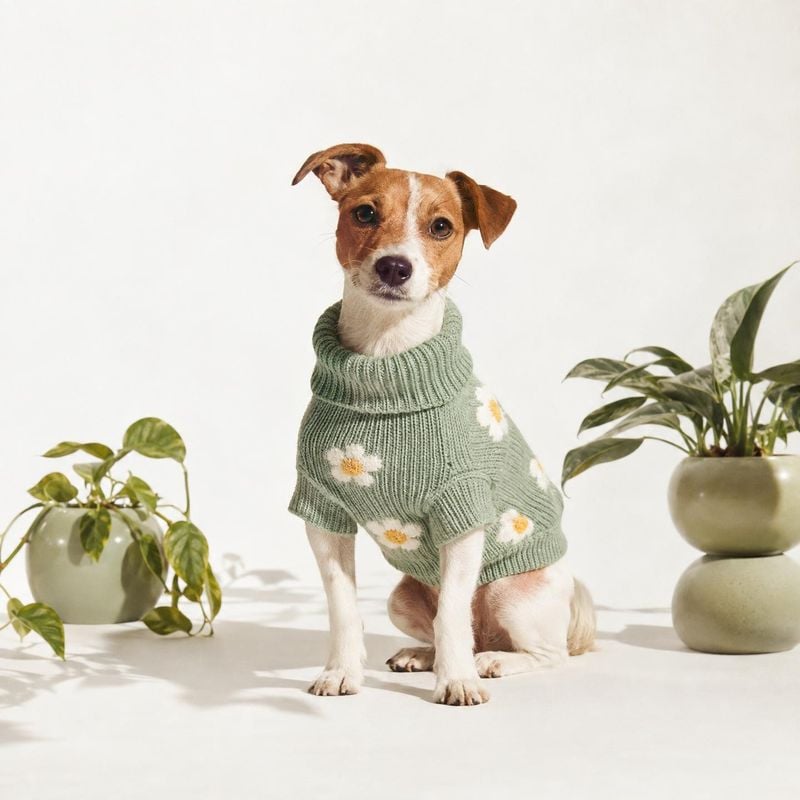 dog sweater lifestyle scene product photo: A small brown-and-white dog sits in a sage-green floral knit sweater between potted plants, lit brightly against a c…