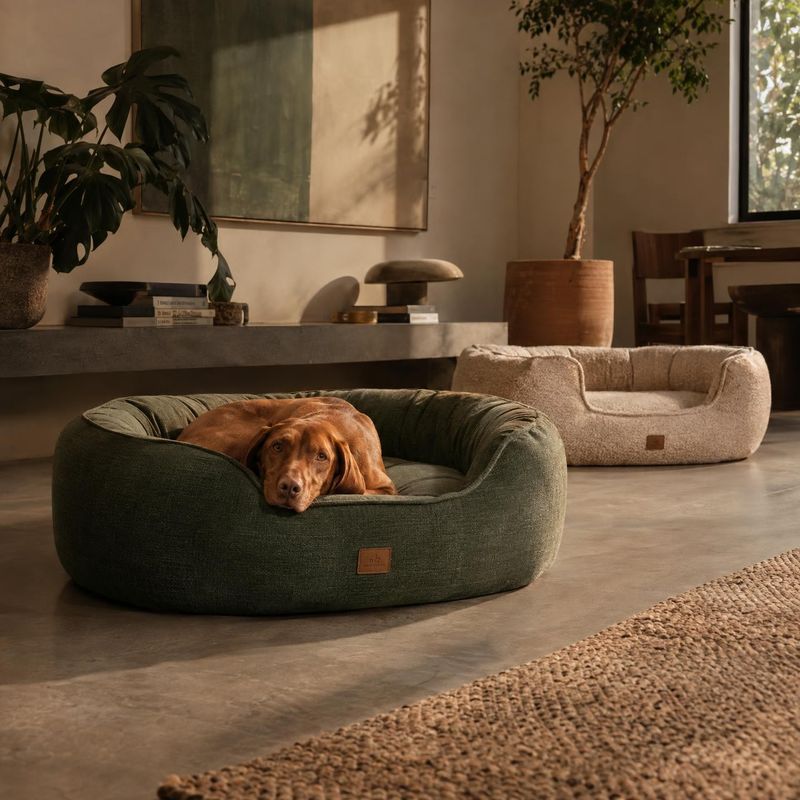 dog bed lifestyle scene product photo: A brown dog rests in a deep green upholstered bed in a warm, softly sunlit living room, with a second neutral bed and le…