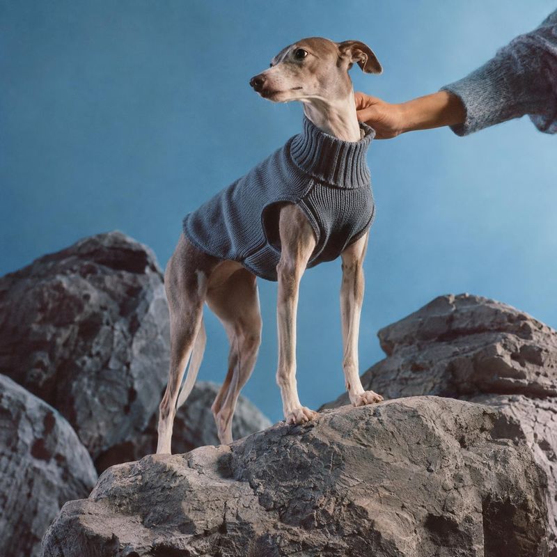 dog sweater pet product photo: A slender dog in a ribbed blue-gray sweater stands on rugged rocks as a hand gently adjusts the collar against a cool blue studi…