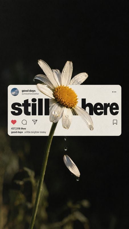 ingredients product photo: A rain-speckled daisy rises against a dark, softly blurred outdoor background, overlaid with a white social-media-style card and bol…