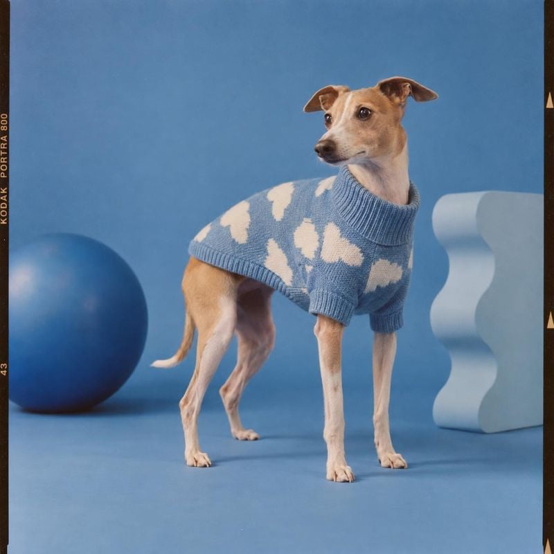 dog sweater pet product photo: A tan dog models a blue-and-cream knit sweater against a blue studio set with sculptural props, creating a playful, polished moo…