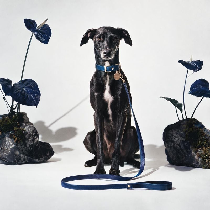dog collar and leash pet product photo: A black dog sits facing the camera in a blue collar and leash, framed by dark leafy plants against a bright studio back…