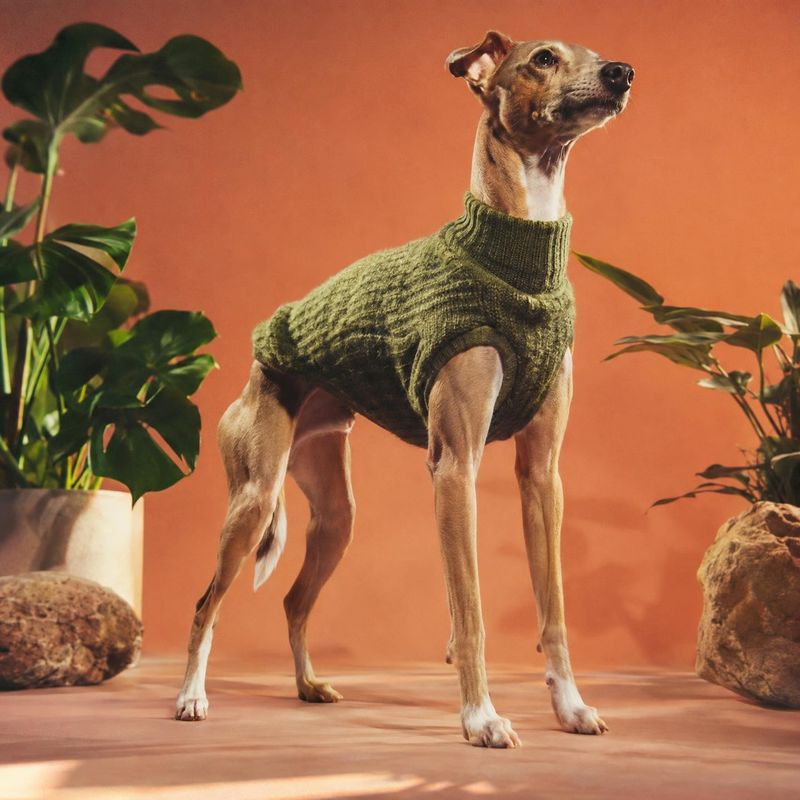 dog sweater pet product photo: A slender dog models an olive knitted sweater on a warm terracotta studio set with leafy plants and rocks, creating a polished,…