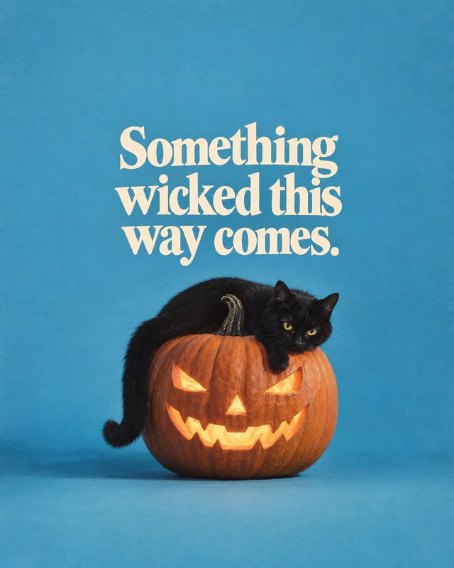 halloween product photo: A black cat lounges on a glowing carved pumpkin against a seamless blue studio backdrop, beneath a cream headline that gives the playf…