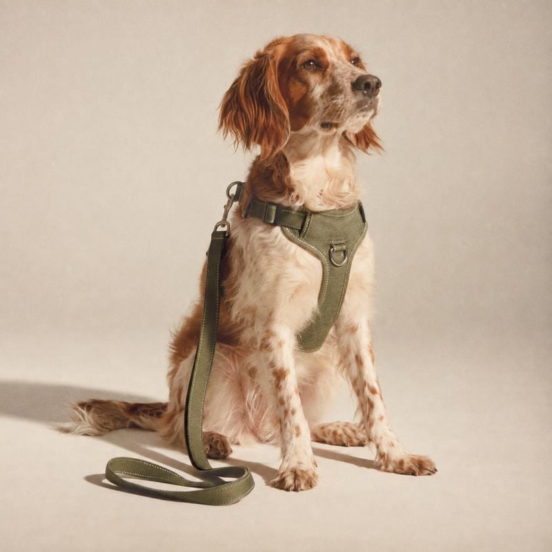 dog harness and leash pet product photo: A reddish-and-white dog sits wearing an olive-green harness attached to a matching leash against a warm neutral studio…