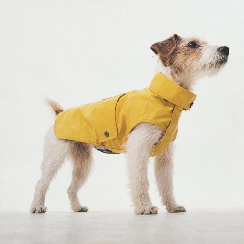 yellow dog raincoat pet product photo: A wiry terrier stands in profile wearing a bright yellow raincoat against a clean white studio backdrop, with soft even…