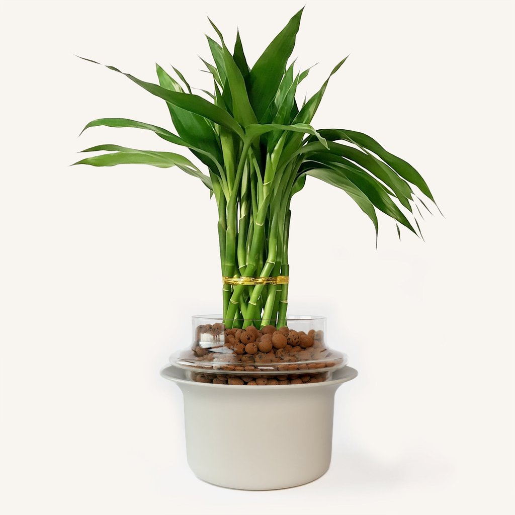 Original product image of Lucky Bamboo in Terrace Vessel