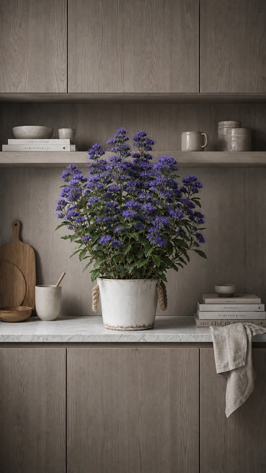 AI product shot of Caryopteris clandonensis 'Grand Bleu' - Angol kékszakáll