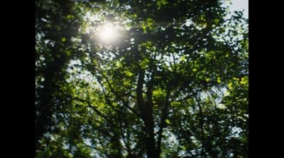 the sun shines through the leaves of a tree