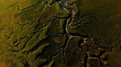 a river running through a lush green forest