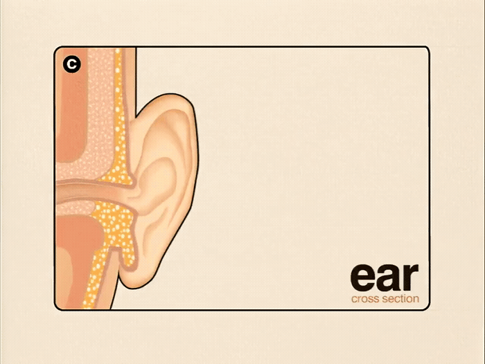 a picture of a ear with the words ear on it