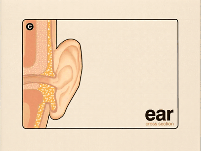 a picture of a ear with the words ear on it