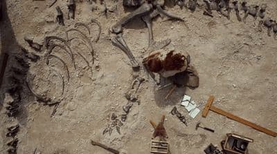 a group of skeletons and other items on a dirt ground