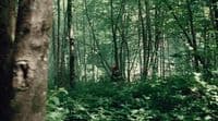 a forest filled with lots of tall trees