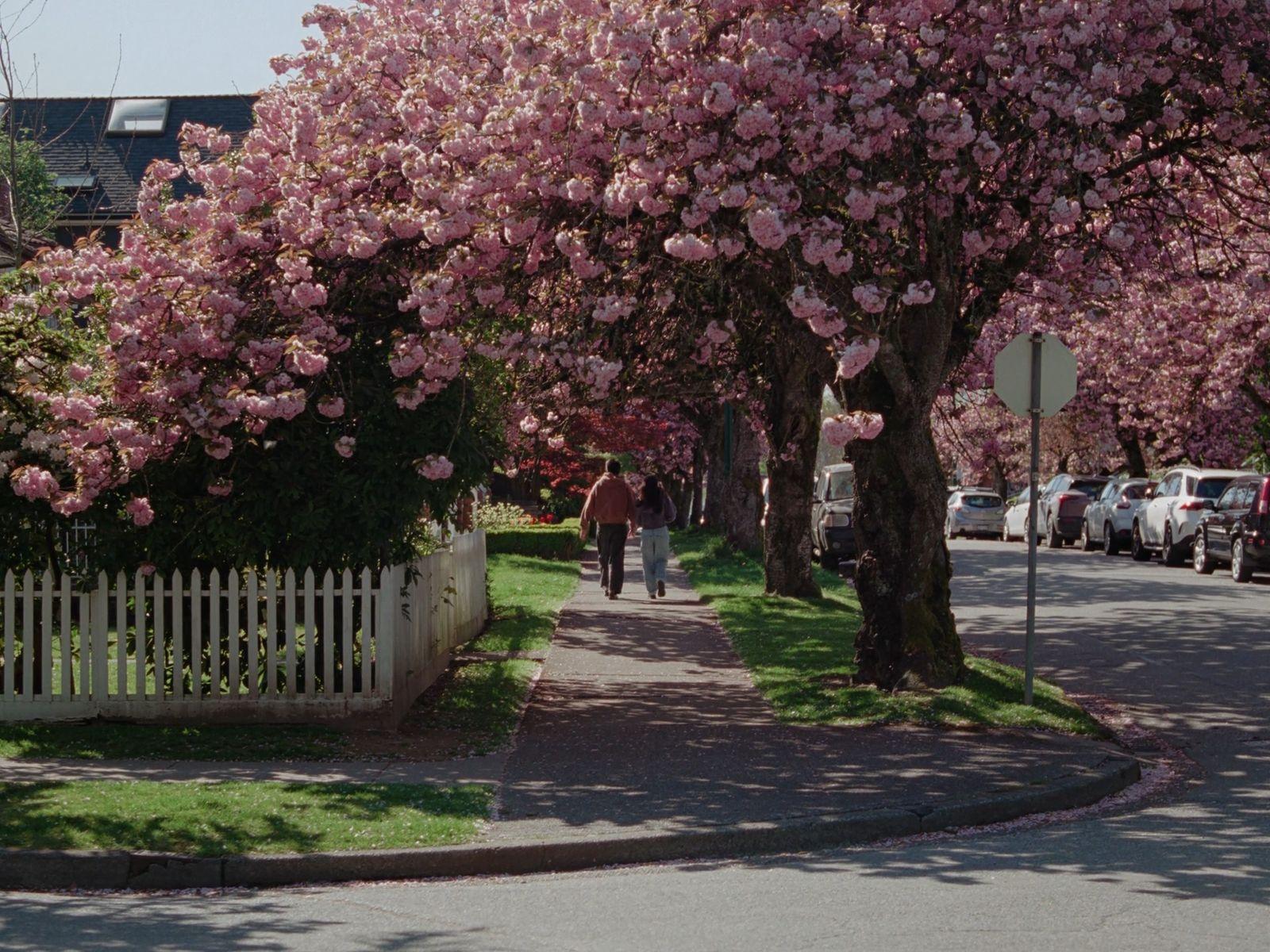 a man walking down a sidewalk next to a tree filled with pink flowers