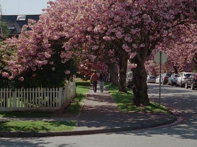 a man walking down a sidewalk next to a tree filled with pink flowers