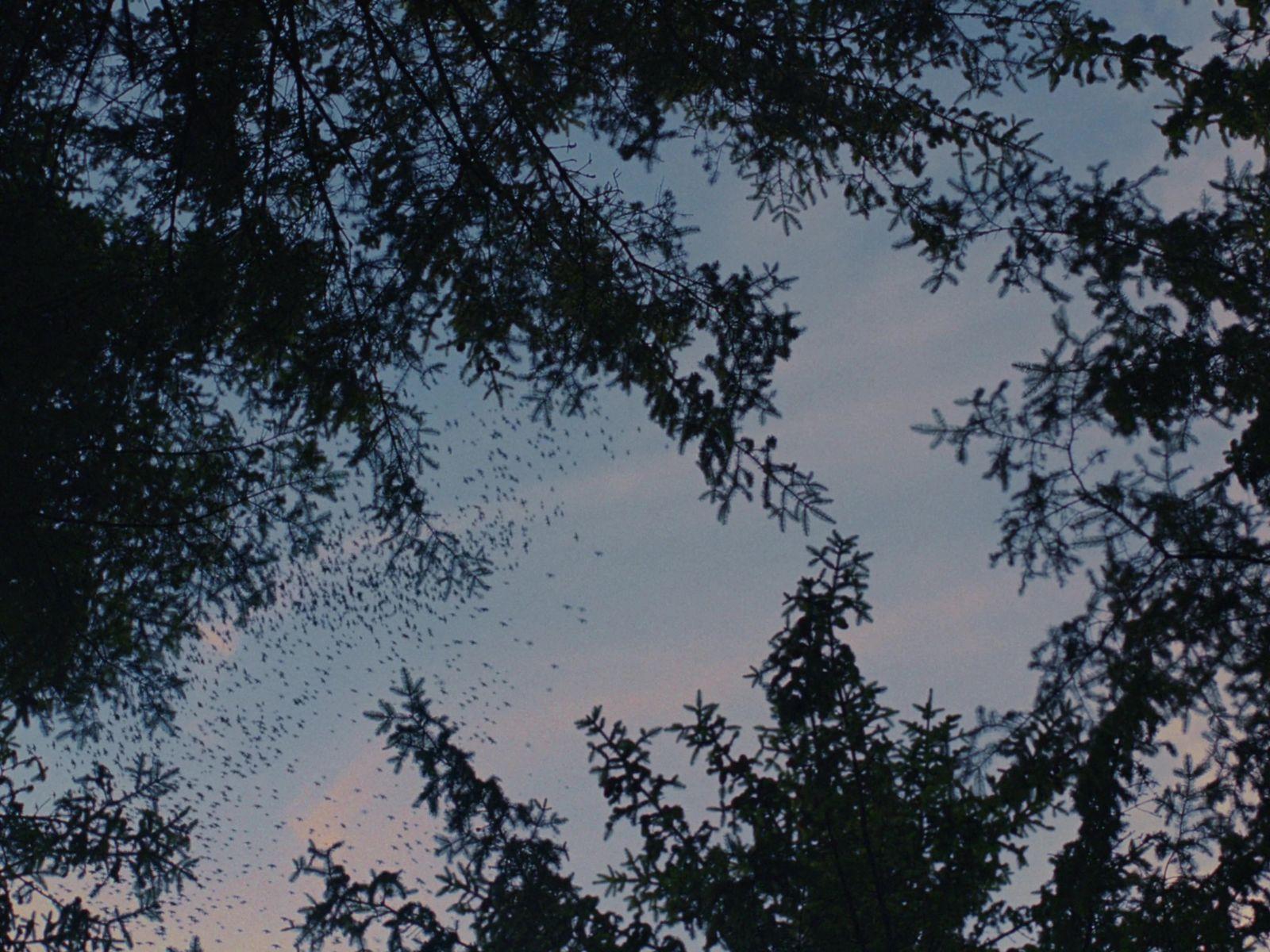 a view of the sky through the branches of a tree