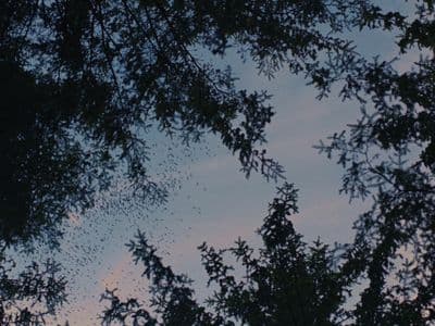 a view of the sky through the branches of a tree
