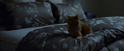 a cat sitting on a bed in a dark room