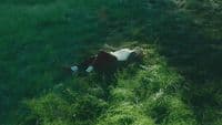 a person laying on the ground in the grass