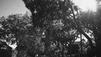 a black and white photo of a street with trees