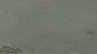 a bird is standing on the ground with its head in the sand