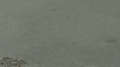 a bird is standing on the ground with its head in the sand