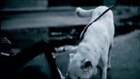a white dog with a black leash on a leash