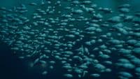 a bunch of bubbles floating in the water