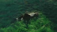 a cow laying in a field of tall grass