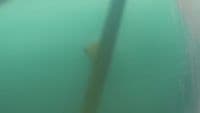 a long pole sticking out of the water