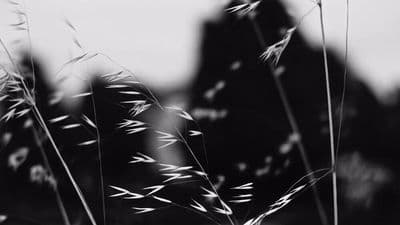 a black and white photo of tall grass