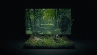 a picture of some animals in the woods