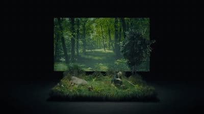 a picture of some animals in the woods