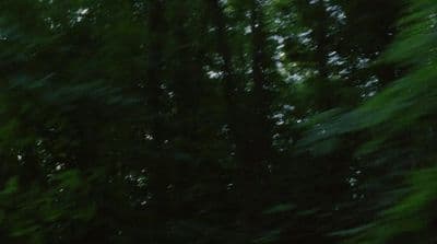 a blurry photo of a forest with trees