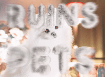 a white furry dog is standing in front of a window