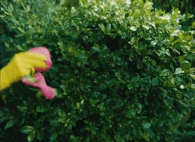 a pink and yellow flower in a bush