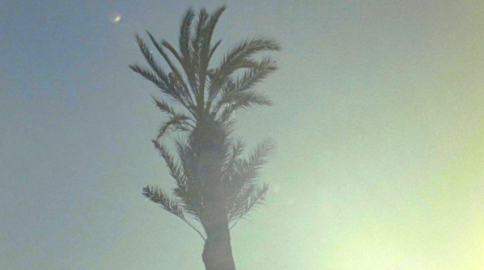 a palm tree blowing in the wind on a sunny day