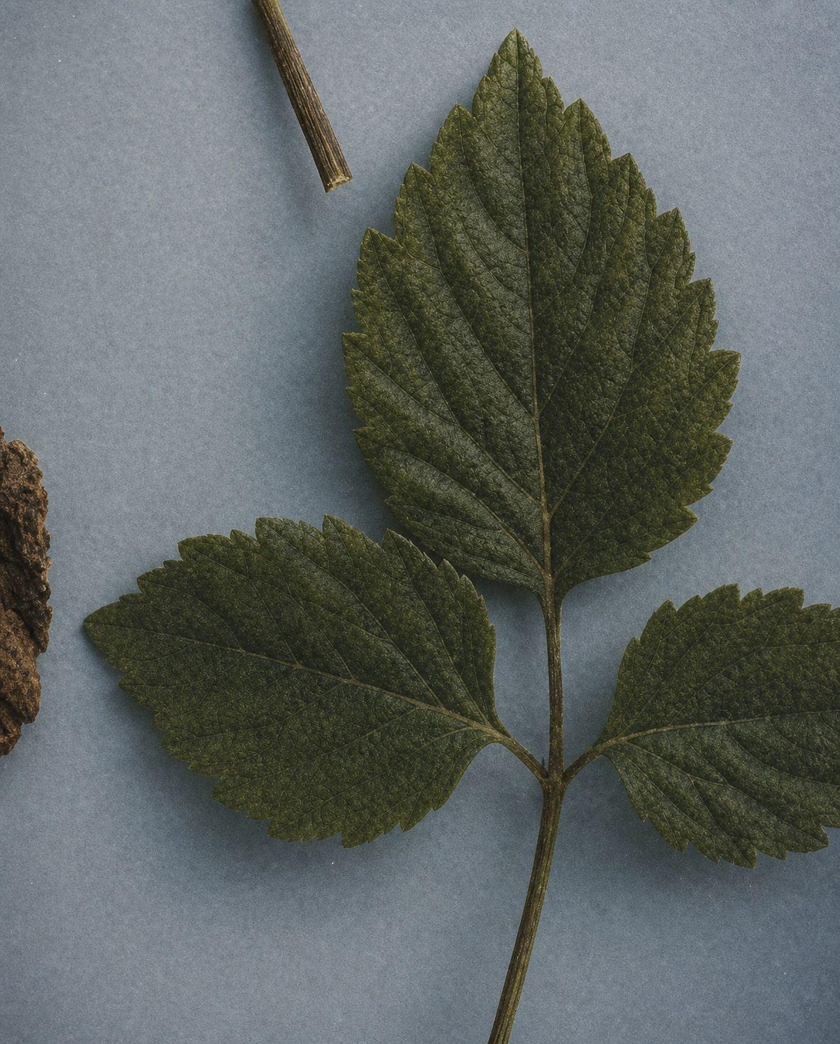a green leaf and a brown stick on a blue surface