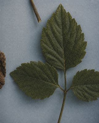 a green leaf and a brown stick on a blue surface