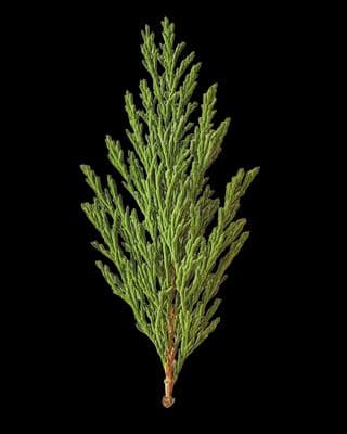 a close up of a tree branch on a black background