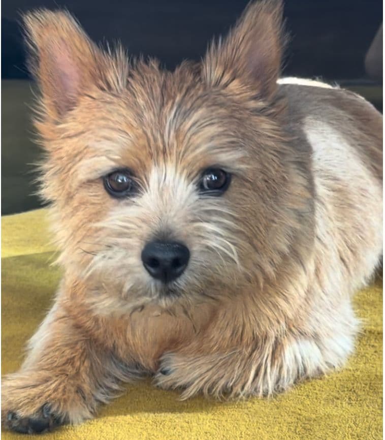 a small brown dog laying on top of a yellow blanket