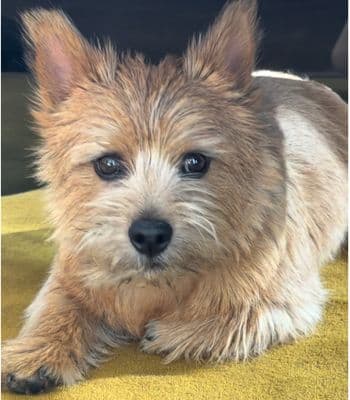 a small brown dog laying on top of a yellow blanket