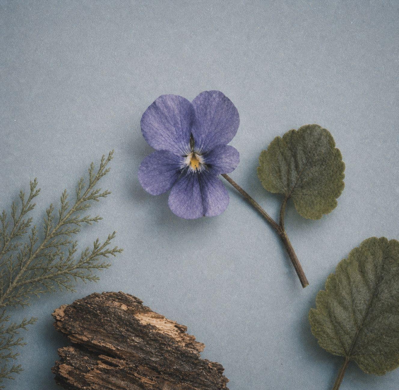 a purple flower sitting on top of a piece of wood