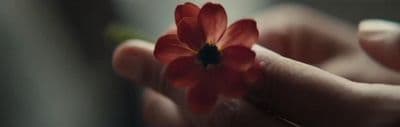 a person holding a red flower in their hands