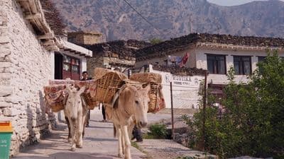 a couple of animals that are walking down a street