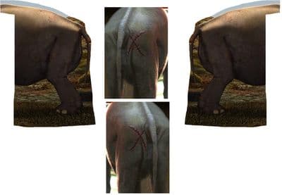 Four-panel 3D game texture reference of a gray elephant’s hindquarters, legs, and stitched scars against a grassy outdoor background.